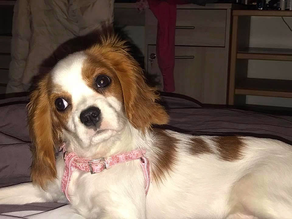 Daisy a rejoint le concours — aidez-le/la à gagner de superbes lots ! cabinetry, canidae, carnivore, cavalier_king_charles_spaniel, companion_dog, dog, dog_breed, drawer, eye, fawn, fur, gun_dog, king_charles_spaniel, kitchen_appliance, liver, snout, spaniel, sporting_group, toy_dog, whiskers