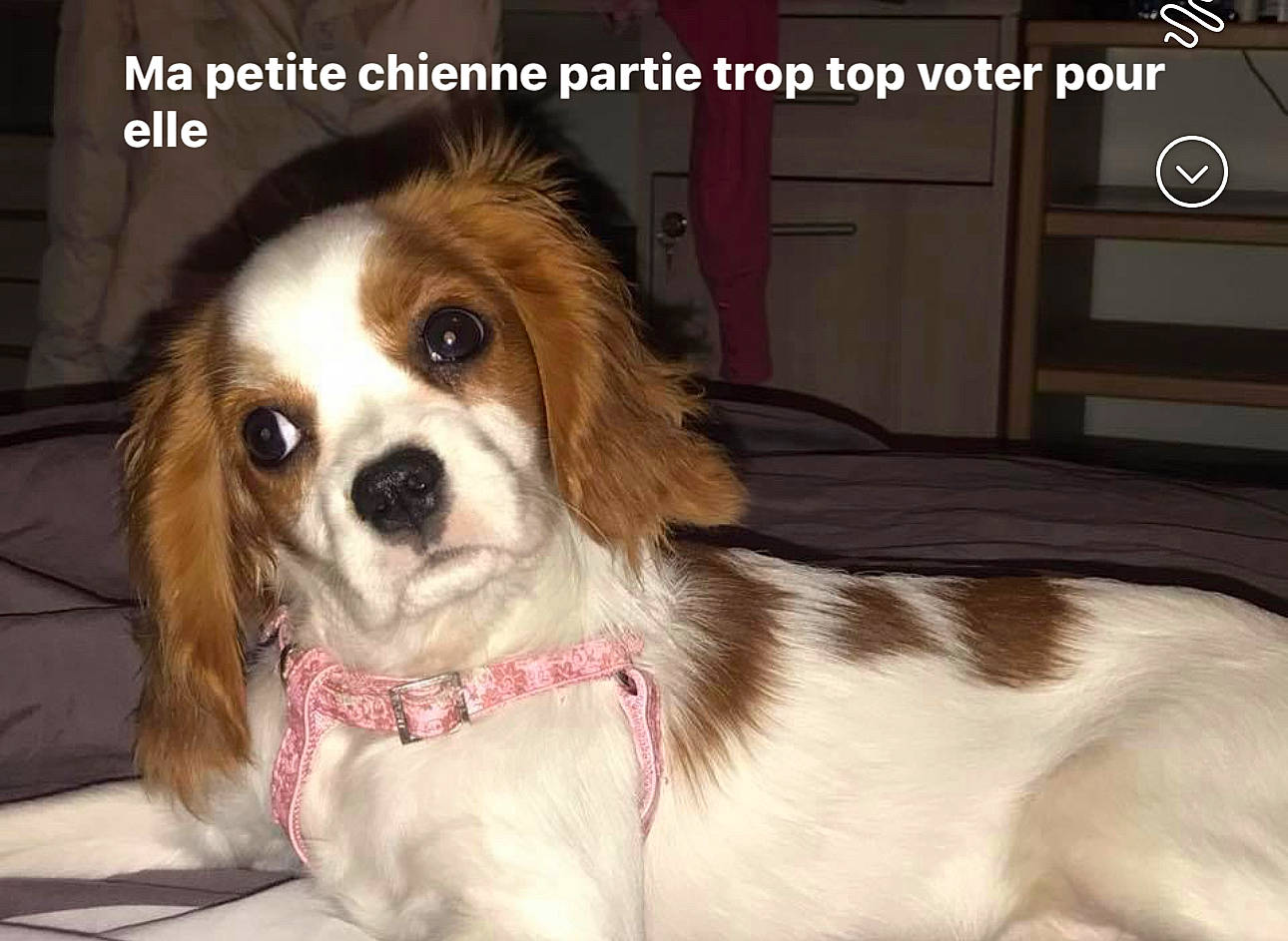 Daisy participe au concours pour gagner de l'argent avec cette photo : canidae, carnivore, cavalier_king_charles_spaniel, companion_dog, dog, dog_breed, dog_supply, door, fawn, fur, gun_dog, liver, photo_caption, puppy_love, spaniel, sporting_group, terrestrial_animal, toy_dog, whiskers, working_animal