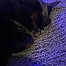 cat, black_cat, sleeping, resting, pet, feline, whiskers, ears, nose, fur, curled_up, couch, sofa, upholstery, indoor, close_up, portrait, purple_lighting, cozy, relaxed