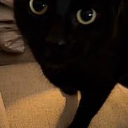 India joined the competition — help win amazing prizes! black_cat, cat, feline, pet, animal, glowing_eyes, green_eyes, close_up, portrait, staring, sitting, paw, fur, whiskers, indoors, couch, blanket, soft_lighting, dark_fur, cozy