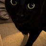 black_cat, cat, feline, pet, animal, glowing_eyes, green_eyes, close_up, portrait, staring, sitting, paw, fur, whiskers, indoors, couch, blanket, soft_lighting, dark_fur, cozy