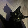 India is registered to the contest to win money with this photo: cat, black_cat, green_eyes, feline, pet, animal, whiskers, ears, face, eyes, fur, lying_down, indoor, floor, shadow, dramatic_lighting, portrait, close_up, dark, photography