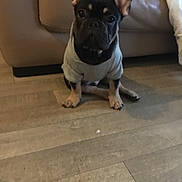 Tyson joined the competition — help win amazing prizes! animal, black_dog, couch, cozy, curious, cute, dog, ears, floor, home, indoor, leather_couch, living_room, pet, puppy, sitting, small_dog, sweater, tan_paws, wooden_floor