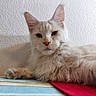 cat, fluffy, light_colored, indoors, striped_surface, red_cloth, lying_down, pet, feline, close_up, relaxed, wall, texture, ears, whiskers, paw, portrait, animal, sleepy, resting
