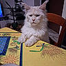 cat, white_cat, fluffy, indoor, table, tablecloth, yellow, plant, chair, wooden_chair, serious, pet, feline, domestic_cat, fur, animal, portrait, sitting, face, whiskers