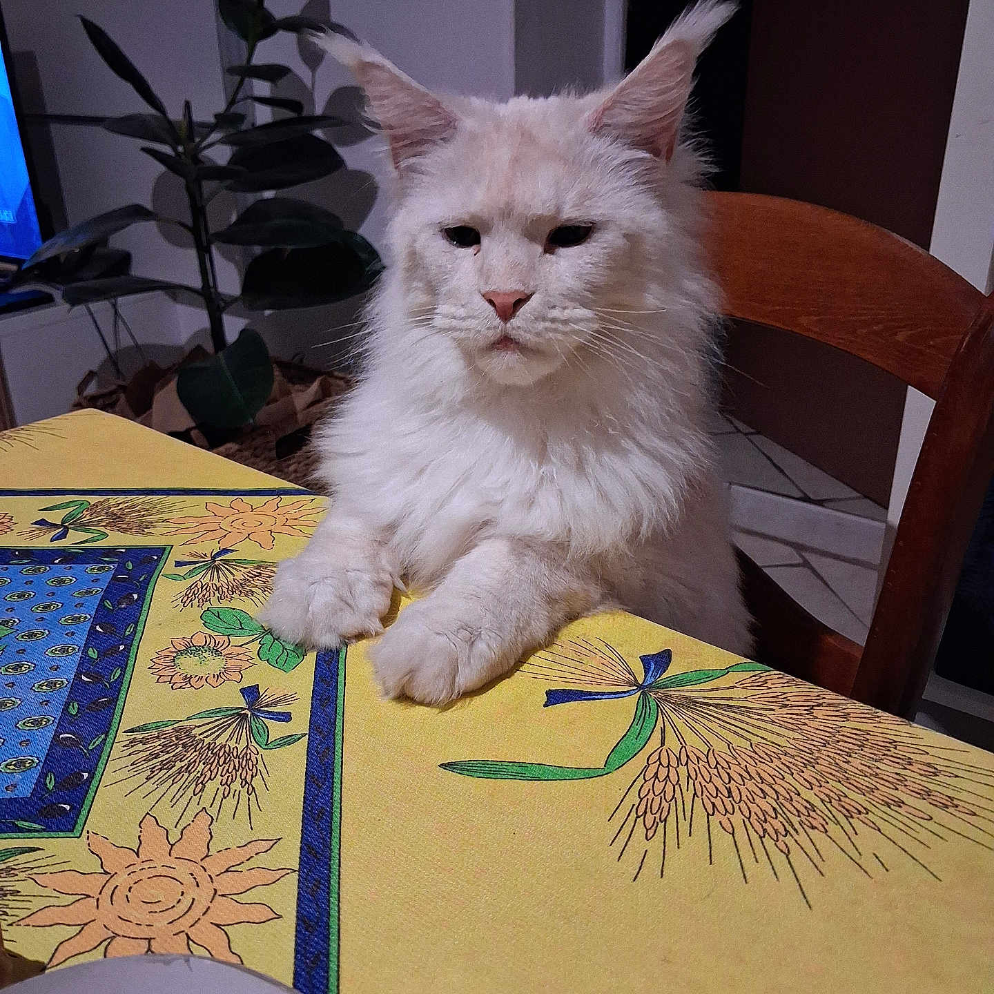 Yoda