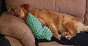 Belle participe au concours pour gagner de l'argent avec cette photo : dog, couch, pillow, brown, green, indoor, pet, relaxed, sleeping, fur, cozy, living_room, home, canine, animal, resting, furniture, decor, textured_pillow, wallpaper
