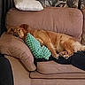 dog, couch, pillow, brown, green, indoor, pet, relaxed, sleeping, fur, cozy, living_room, home, canine, animal, resting, furniture, decor, textured_pillow, wallpaper