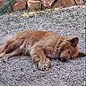 dog, sleeping, outdoor, gravel, rocks, plants, sunlight, nature, pet, fur, resting, canine, peaceful, brown_fur, relaxation, animal, quiet, garden, summer, calm