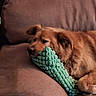 dog, couch, toy, brown, relaxing, pet, indoor, fur, sleepy, resting, cozy, comfort, home, animal, paw, snout, ear, texture, soft, green