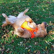 Belle a rejoint le concours — aidez-le/la à gagner de superbes lots ! dog, golden_retriever, grass, orange_harness, stick, playful, autumn_leaves, outdoor, pet, canine, animal, fur, nature, lying_down, happy, rolling, daylight, greenery, leafy_ground, chewing