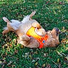 dog, golden_retriever, grass, orange_harness, stick, playful, autumn_leaves, outdoor, pet, canine, animal, fur, nature, lying_down, happy, rolling, daylight, greenery, leafy_ground, chewing
