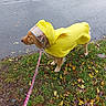 dog, golden_retriever, raincoat, yellow, leash, grass, wet_pavement, autumn_leaves, outdoor, rainy_weather, pet, canine, side_view, hood, rain_protection, walking, nature, seasonal, park, animal