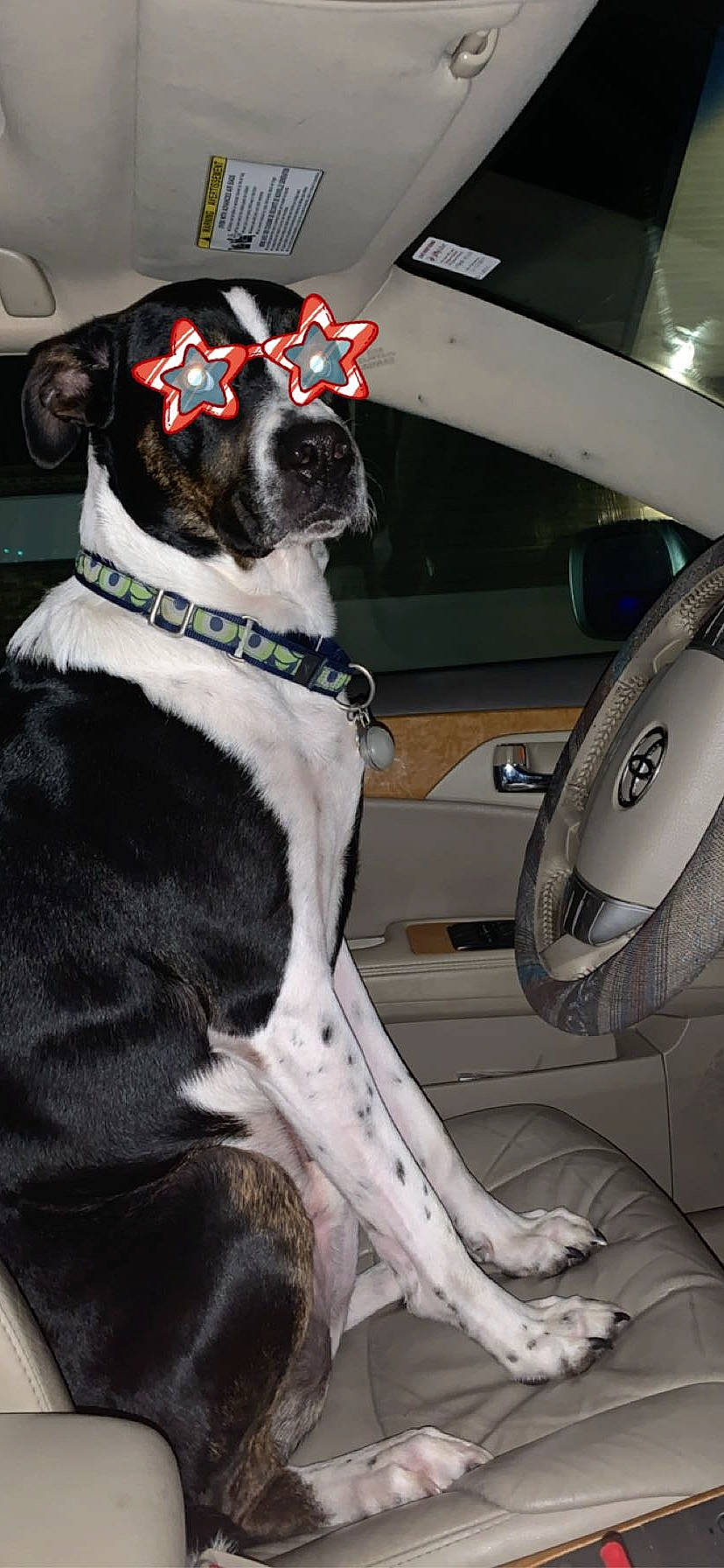 Harvey joined the competition — help win amazing prizes! boston_terrier, canidae, car, car_seat, carnivore, companion_dog, dog, dog_breed, dog_collar, fawn, great_dane, non_sporting_group, seat_belt, snout, sporting_group, vehicle