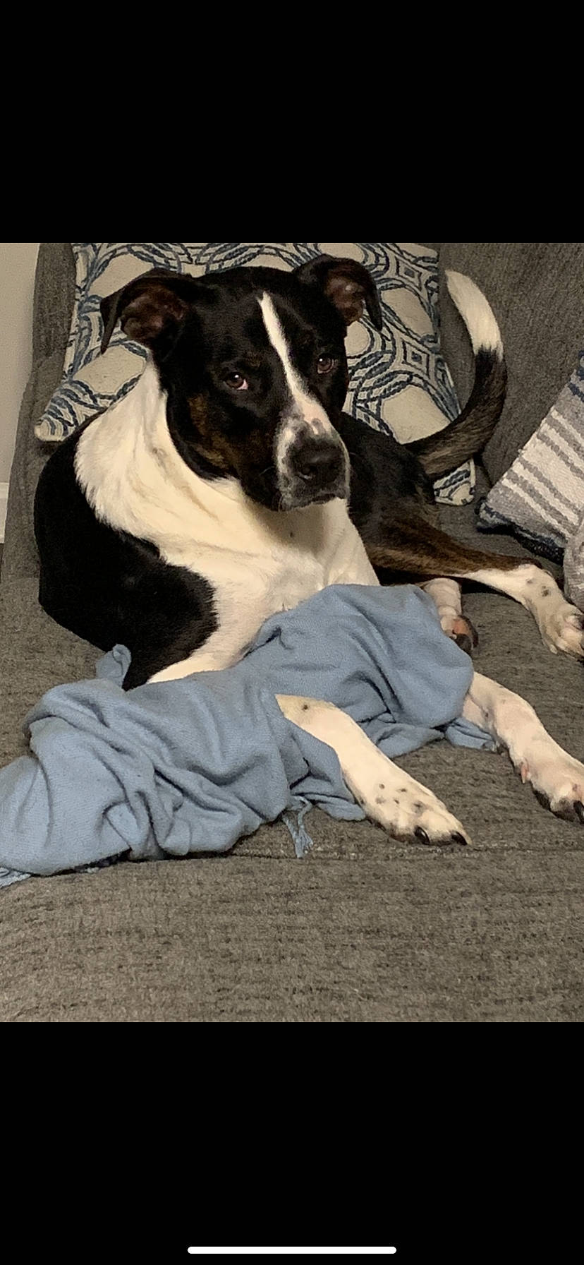 Harvey is registered to the contest to win money with this photo: american_staffordshire_terrier, canidae, carnivore, companion_dog, dog, dog_breed, feist, mammal, non_sporting_group, rare_breed_dog, sporting_group, vertebrate