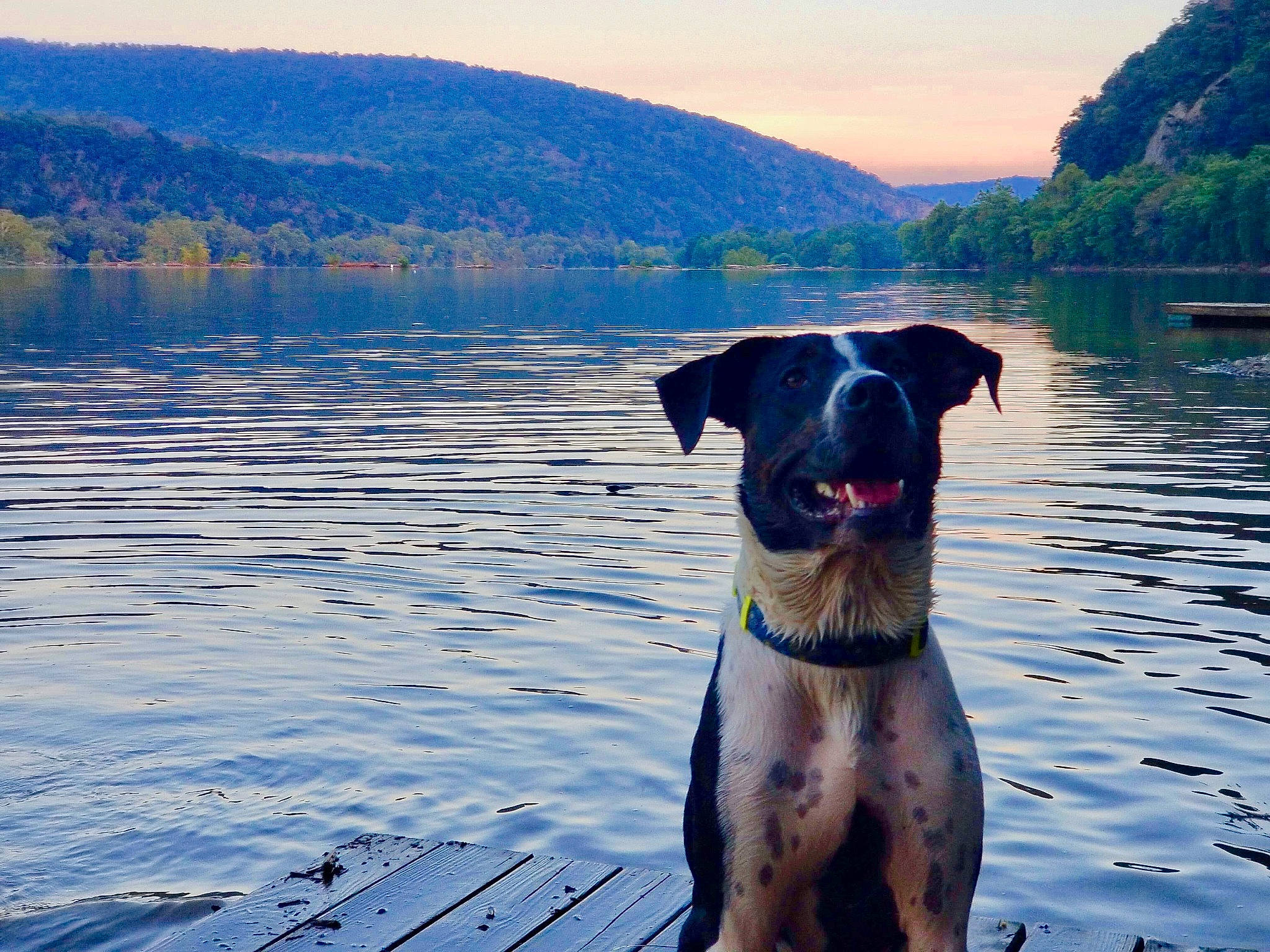Harvey joined the competition — help win amazing prizes! canidae, carnivore, cloud, dog, dog_breed, dog_collar, great_dane, guard_dog, hunting_dog, labrador_retriever, lake, meteorological_phenomenon, morning, reflection, river, sky, sporting_group, water