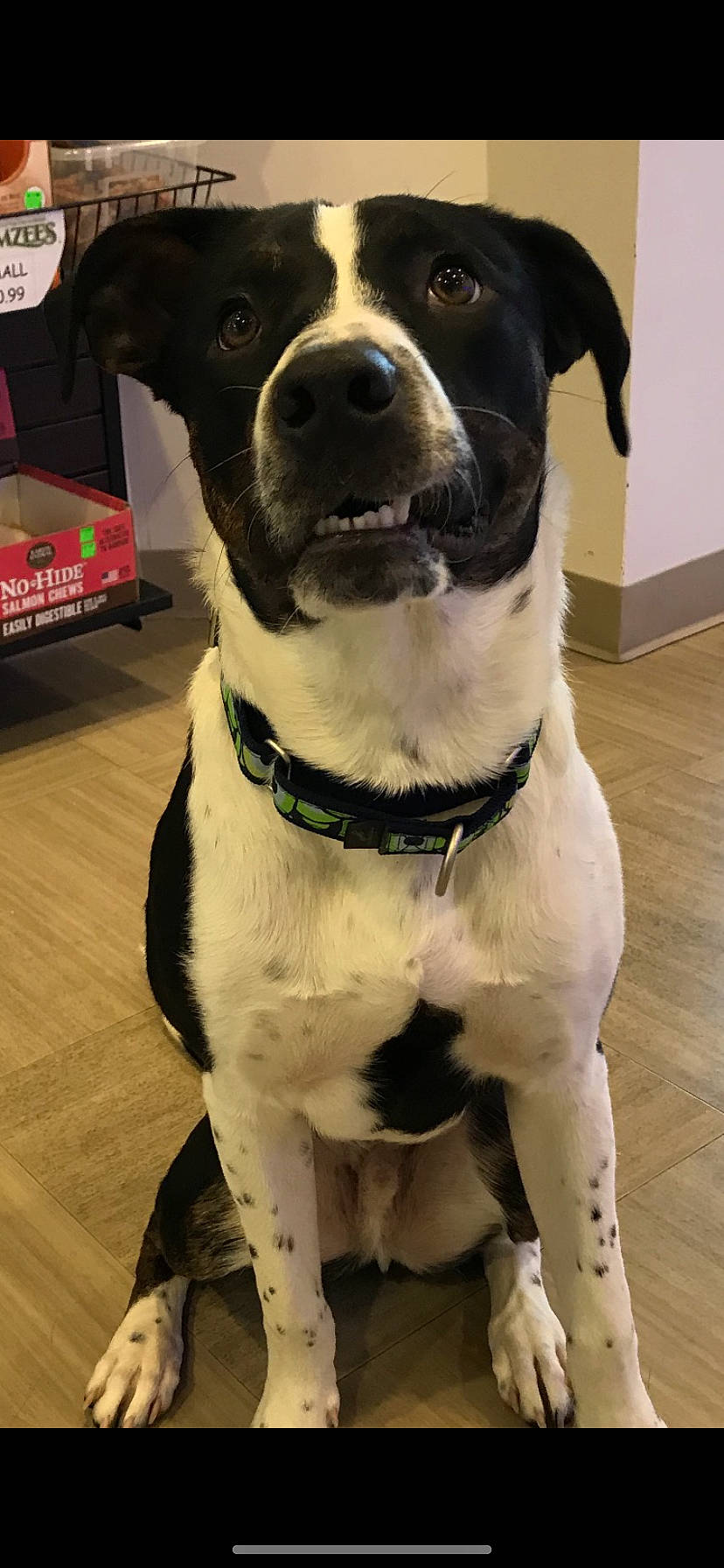 Harvey is registered to the contest to win money with this photo: borador, canidae, carnivore, collar, companion_dog, danish_swedish_farmdog, dog, dog_breed, dog_collar, feist, mammal, rare_breed_dog, snout, sporting_group, stabyhoun, staffordshire_bull_terrier, vertebrate