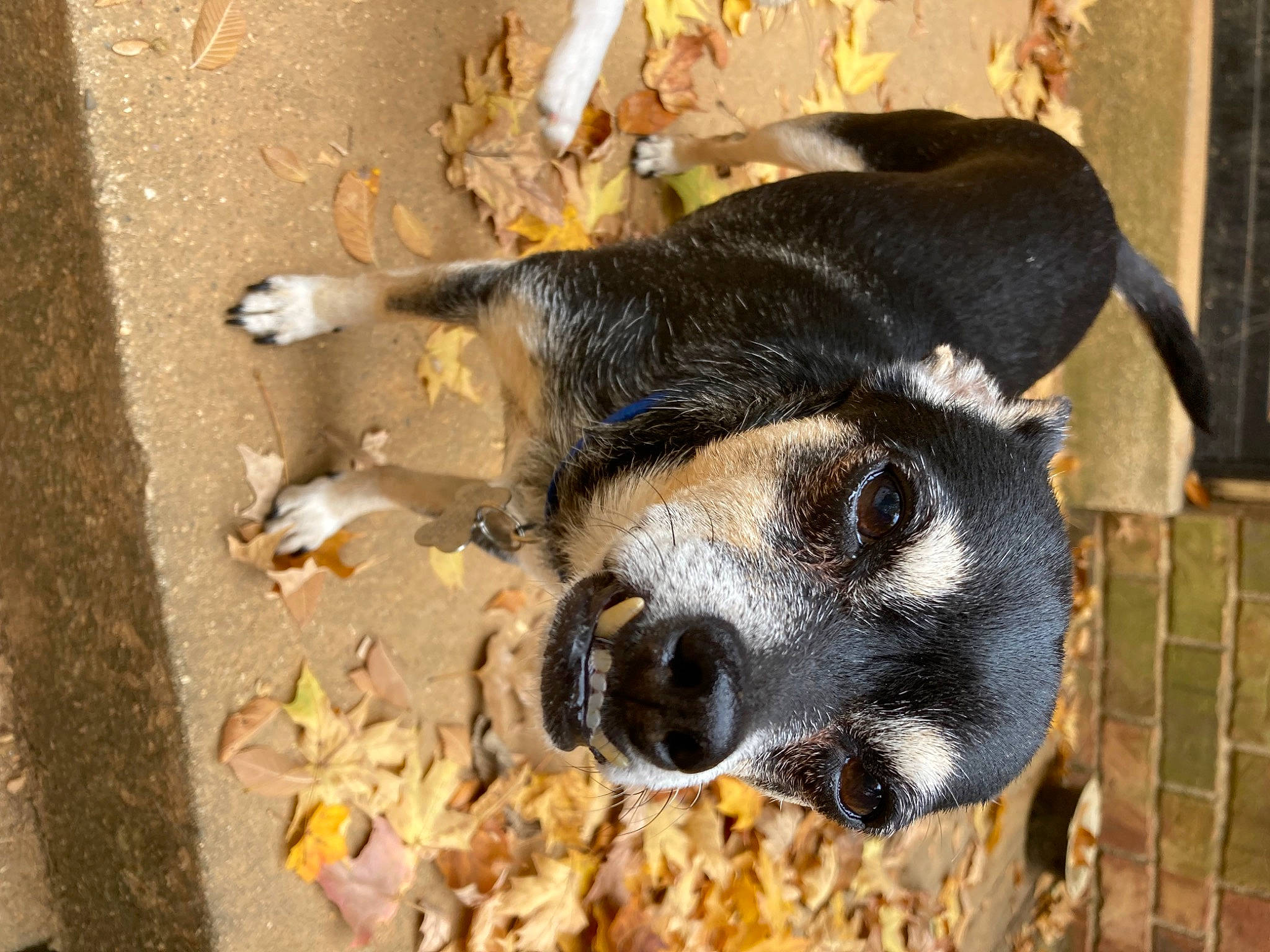 Mr Muggles Mclovin It joined the competition — help win amazing prizes! animal_feed, animal_shelter, cage, canidae, carnivore, dog_breed, fawn, fur, livestock, natural_material, paw, pet_supply, snout, soil, sporting_group, suidae, terrestrial_animal, whiskers, wildlife, working_animal