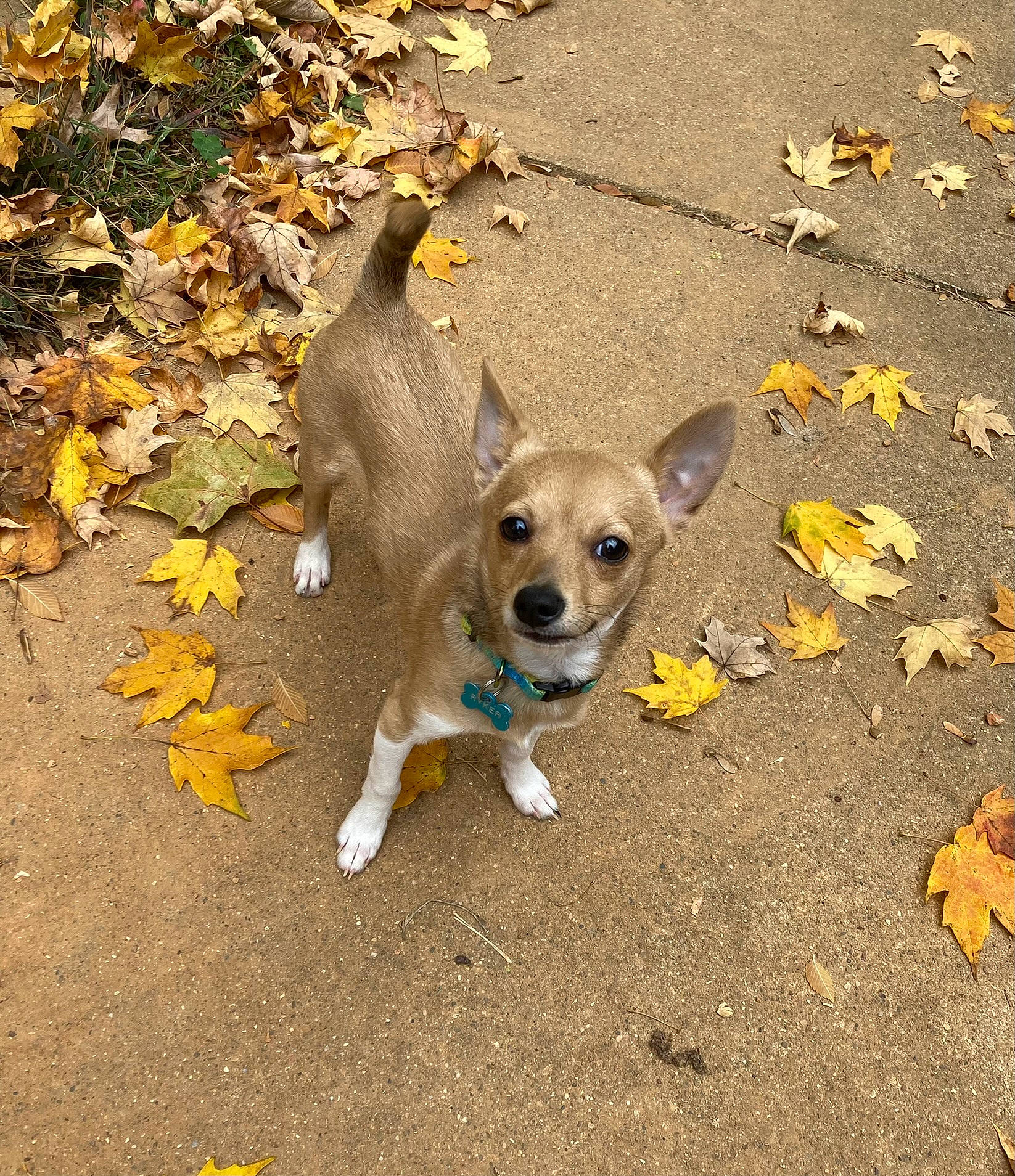 Freddy is registered to the contest to win money with this photo: asphalt, canidae, carnivore, chihuahua, collar, companion_dog, dog, dog_breed, fawn, paw, pet_supply, road_surface, shadow, sidewalk, snout, soil, sporting_group, tail, toy_dog, working_animal