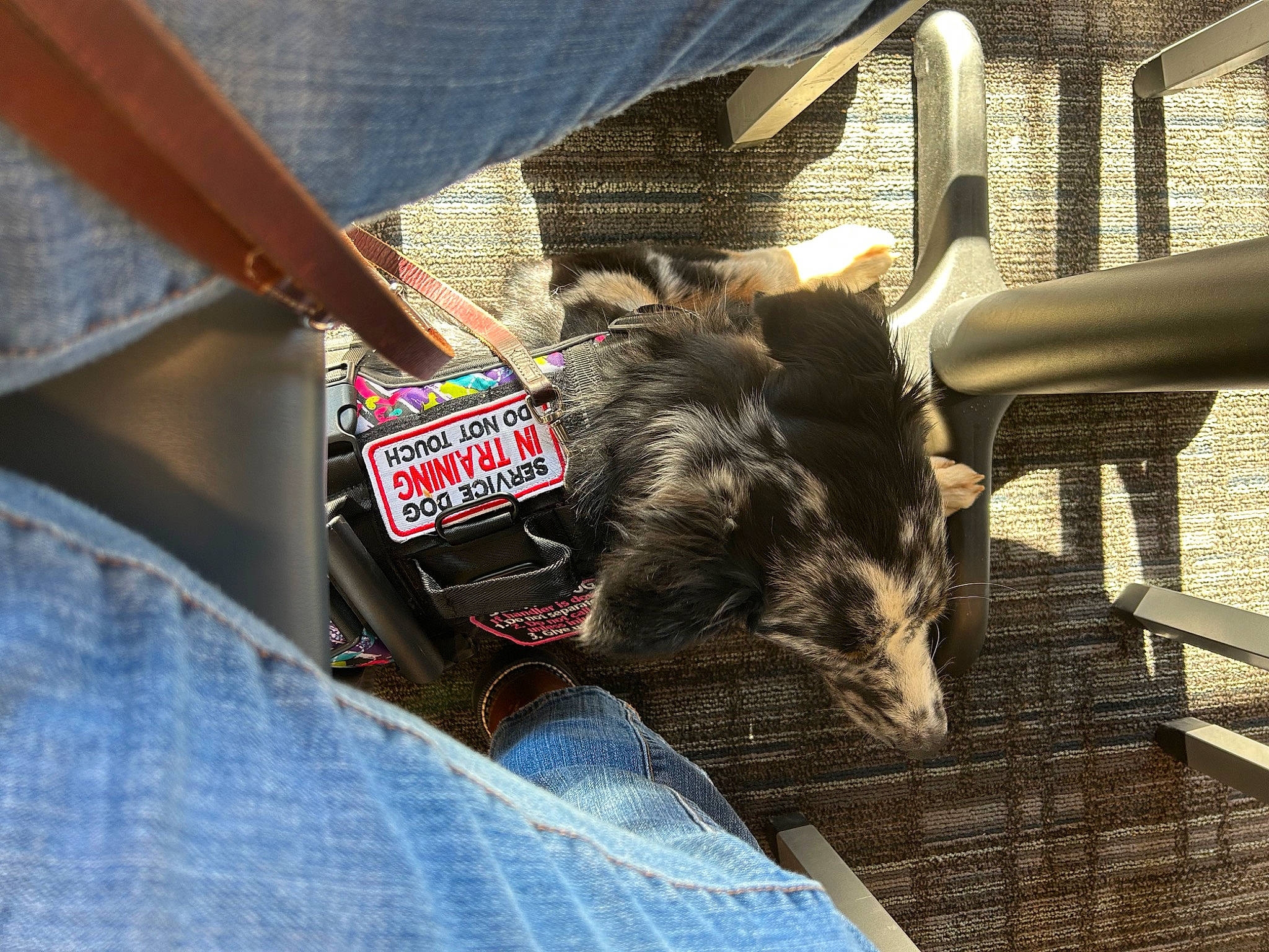 Anna is registered to the contest to win money with this photo: carnivore, comfort, companion_dog, denim, dog, dog_breed, felidae, fur, guard_dog, human_leg, pattern, plaid, sitting, small_to_medium_sized_cats, tartan, tints_and_shades, toy_dog, whiskers, wood, working_animal