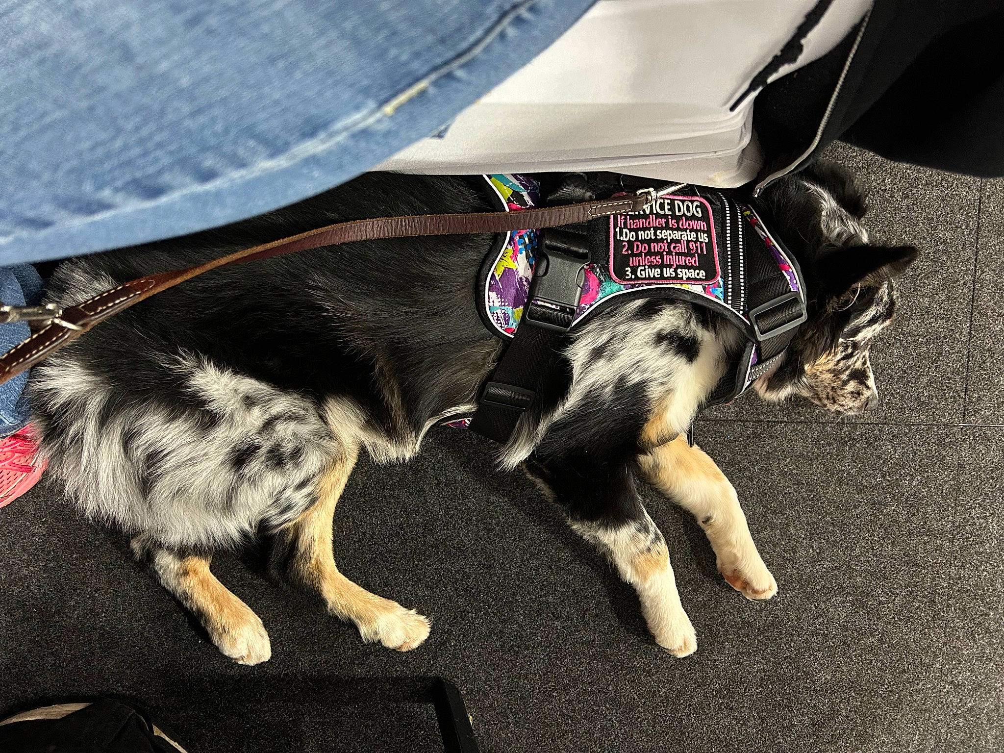 Anna is registered to the contest to win money with this photo: canidae, carnivore, collar, companion_dog, denim, dog, dog_breed, dog_collar, dog_supply, electric_blue, fashion_accessory, fur, herding_dog, leash, paw, pet_supply, snout, sporting_group, tail, working_animal