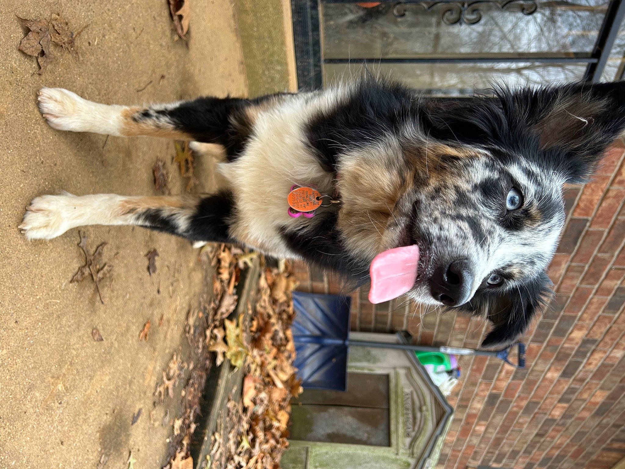 Anna joined the competition — help win amazing prizes! animal_shelter, canidae, carnivore, claw, collar, companion_dog, dog, dog_breed, dog_collar, fur, plant, shadow, snout, soil, sporting_group, terrestrial_animal, whiskers, wood, working_animal, working_dog