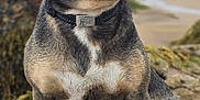 Deacon is registered to the contest to win money with this photo: animal, beach, calm, canine, coast, collar, daylight, dog, fur, landscape, nature, ocean, outdoor, pet, profile, rock, sand, seaweed, sitting, water