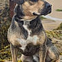 animal, beach, calm, canine, coast, collar, daylight, dog, fur, landscape, nature, ocean, outdoor, pet, profile, rock, sand, seaweed, sitting, water