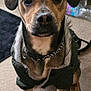Deacon is registered to the contest to win money with this photo: dog, pet, jacket, indoor, carpet, brown_fur, black_nose, collar, animal, canine, ears, eyes, paws, fur, sitting, household, water_bottle, floor, clothing, portrait