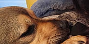 Deacon joined the competition — help win amazing prizes! dog, sleeping, close_up, paw, person, blanket, cuddle, brown_fur, cozy, indoor, resting, warm_colors, comfort, companion, furry, animal, pet, snuggle, relaxation, soft_texture