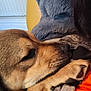 dog, sleeping, close_up, paw, person, blanket, cuddle, brown_fur, cozy, indoor, resting, warm_colors, comfort, companion, furry, animal, pet, snuggle, relaxation, soft_texture