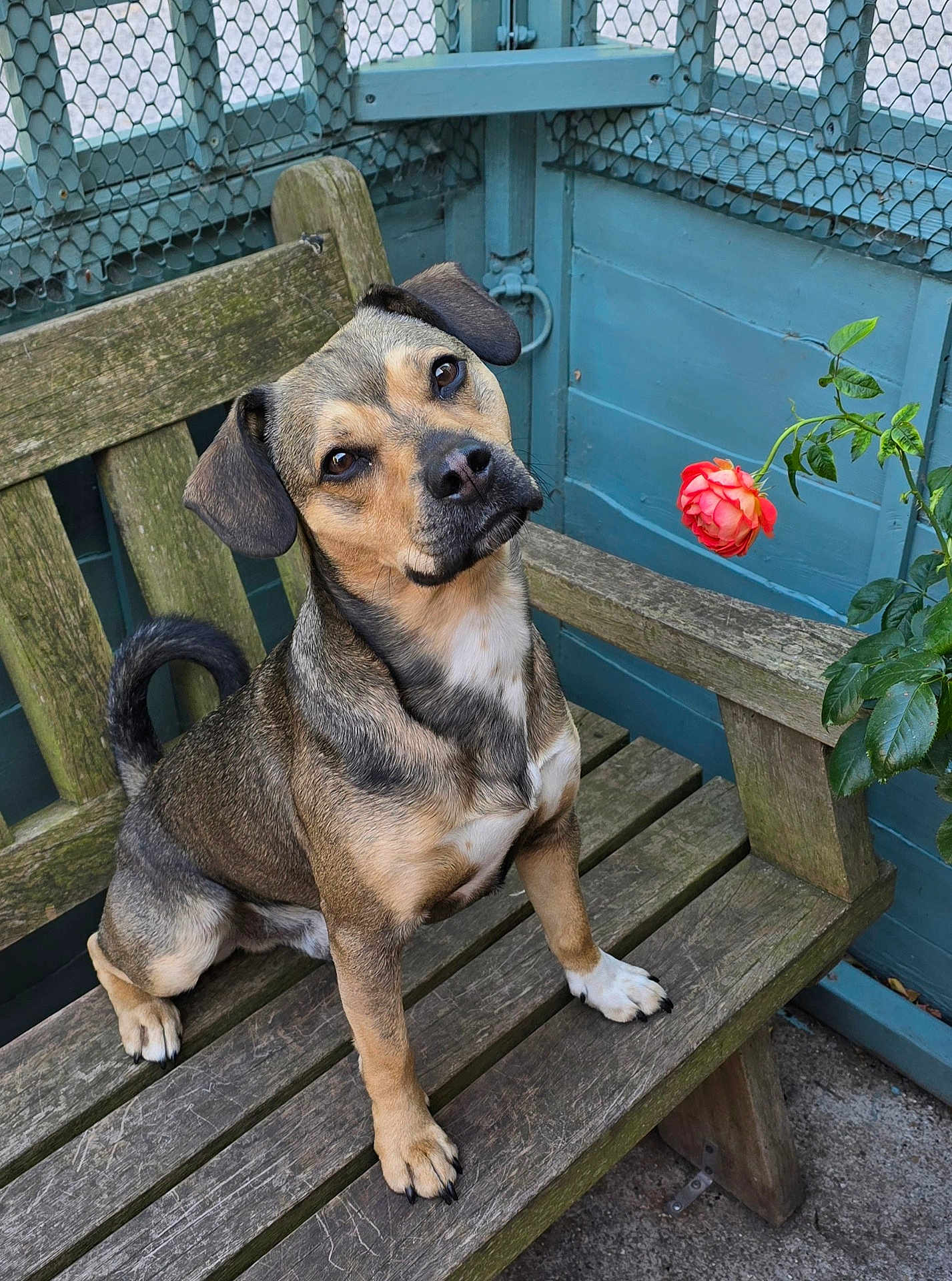 Deacon joined the competition — help win amazing prizes! dog, bench, wood, flower, rose, plant, fence, garden, outdoor, pet, animal, curious, ears, tail, sitting, brown, black, white, fur, cute