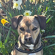 Deacon is registered to the contest to win money with this photo: dog, outdoor, flower, daffodil, grass, nature, sunlight, greenery, pet, leash, collar, spring, plant, animal, portrait, sitting, closeup, ears, eyes, garden
