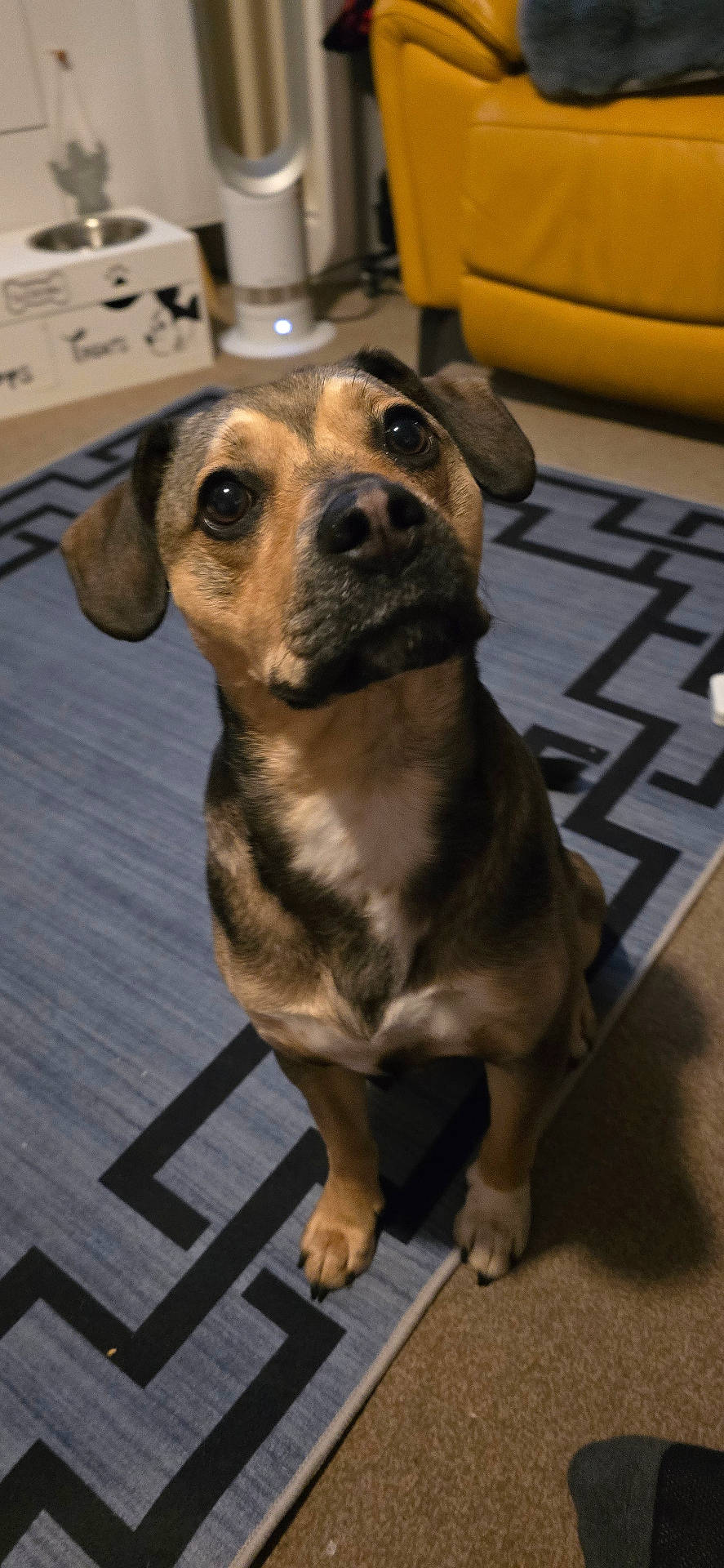 Deacon is registered to the contest to win money with this photo: animal, black_nose, brown_dog, canine, carpet, close_up, curious, dog, domestic_animal, ears, floor, furniture, home, indoor, living_room, looking_up, pet, rug, sitting, yellow_chair