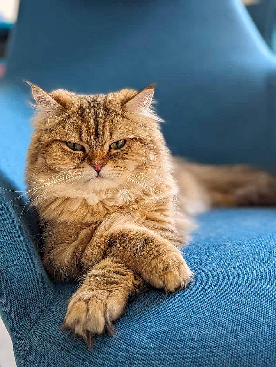 Asouka participe au concours pour gagner de l'argent avec cette photo : art, carnivore, cat, claw, domestic_short_haired_cat, fawn, felidae, flooring, fur, paw, sitting, small_to_medium_sized_cats, snout, tail, terrestrial_animal, whiskers, wood