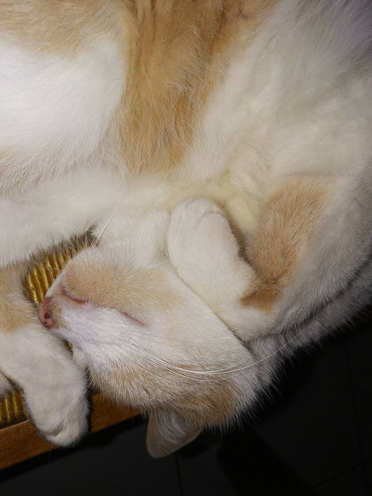 Simba a rejoint le concours — aidez-le/la à gagner de superbes lots ! canidae, carnivore, cat, claw, comfort, fawn, felidae, fur, linens, nap, paw, sleep, small_to_medium_sized_cats, sporting_group, tail, terrestrial_animal, whiskers, wool