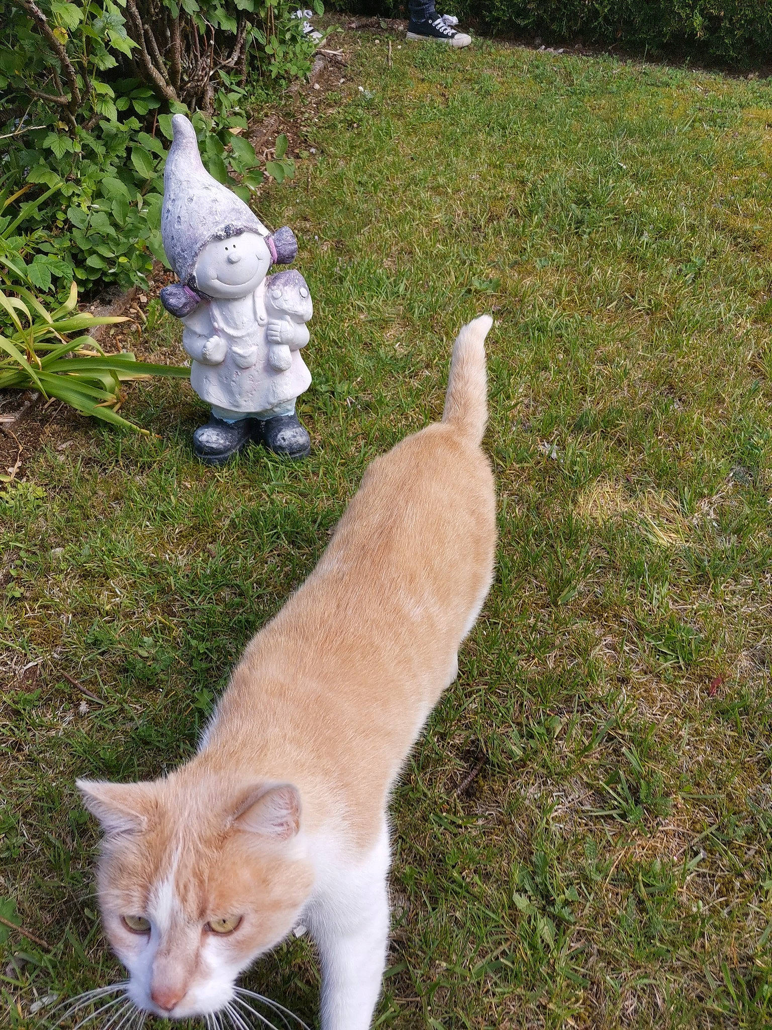 Simba participe au concours pour gagner de l'argent avec cette photo : canidae, cat, companion_dog, dog_breed, domestic_short_haired_cat, felidae, fur, grass, groundcover, lawn_ornament, mammal, plant, sitting, small_to_medium_sized_cats, sporting_group, tail, terrestrial_animal, tree, vertebrate, whiskers