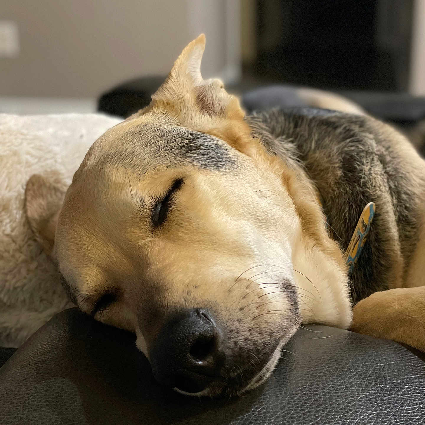 Rizzo is registered to the contest to win money with this photo: animal, beagle, canine, chair, couch, cushion, dog, furniture, germanshepherd, goldenretriever, homedecor, hound, husky, labradorretriever, person, pet, puppy, sleeping, snout, whitedog