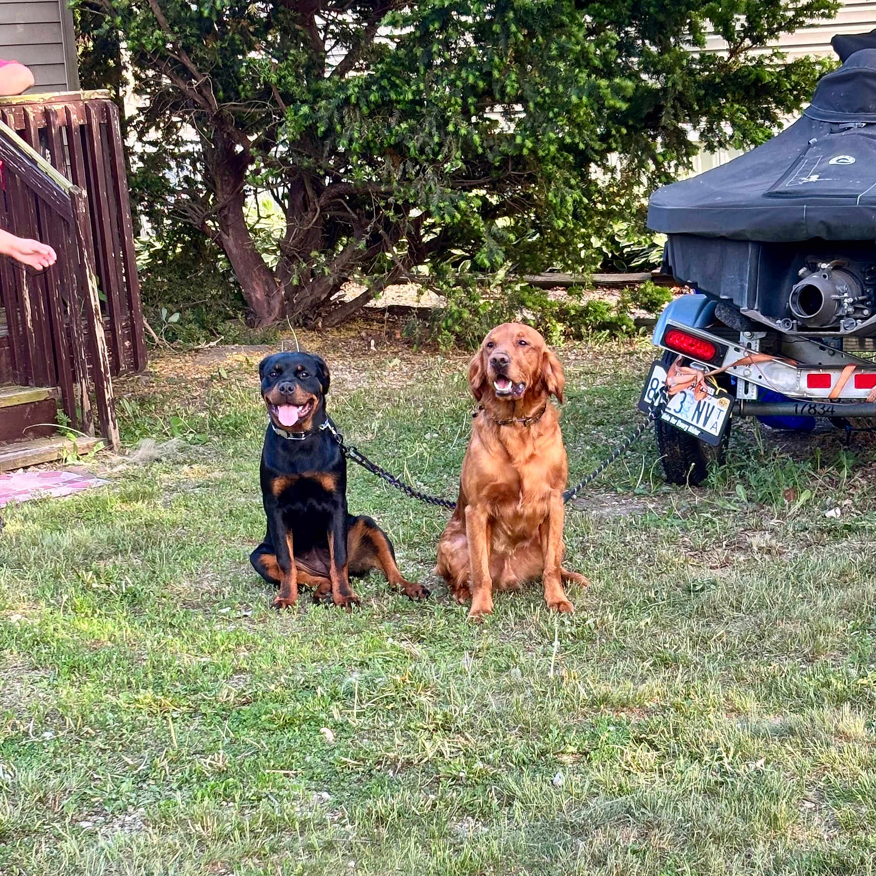 Osita And Simva is registered to the contest to win money with this photo: animal, boat_cover, bush, canine, chain, daylight, dog, fence, golden_retriever, grass, leash, license_plate, nature, outdoor, pet, rottweiler, sitting, trailer, tree, wooden_stairs