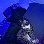 cat, tabby_cat, couch, pillow, blanket, face, person, indoor, blue_light, relaxing, cozy, furniture, animal, pet, resting, home, living_room, patterned_pillow, soft_light, night