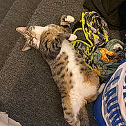 Waffle joined the competition — help win amazing prizes! cat, tabby, lying_down, carpet, stairs, indoor, relaxed, pet, feline, spotted_belly, household_items, clothes, paw, fur, whiskers, yellow_eyes, cute, domestic_animal, resting, playful