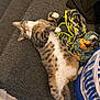 cat, tabby, lying_down, carpet, stairs, indoor, relaxed, pet, feline, spotted_belly, household_items, clothes, paw, fur, whiskers, yellow_eyes, cute, domestic_animal, resting, playful