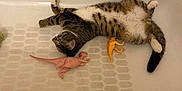 Waffle is registered to the contest to win money with this photo: cat, tabby_cat, bathtub, toy_dinosaur, toy, relaxed, lying_down, pet, indoor, white, striped, fur, animal, playful, domestic_cat, resting, feline, orange_toy, pink_toy, claws