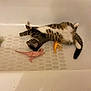 cat, tabby_cat, bathtub, toy_dinosaur, toy, relaxed, lying_down, pet, indoor, white, striped, fur, animal, playful, domestic_cat, resting, feline, orange_toy, pink_toy, claws