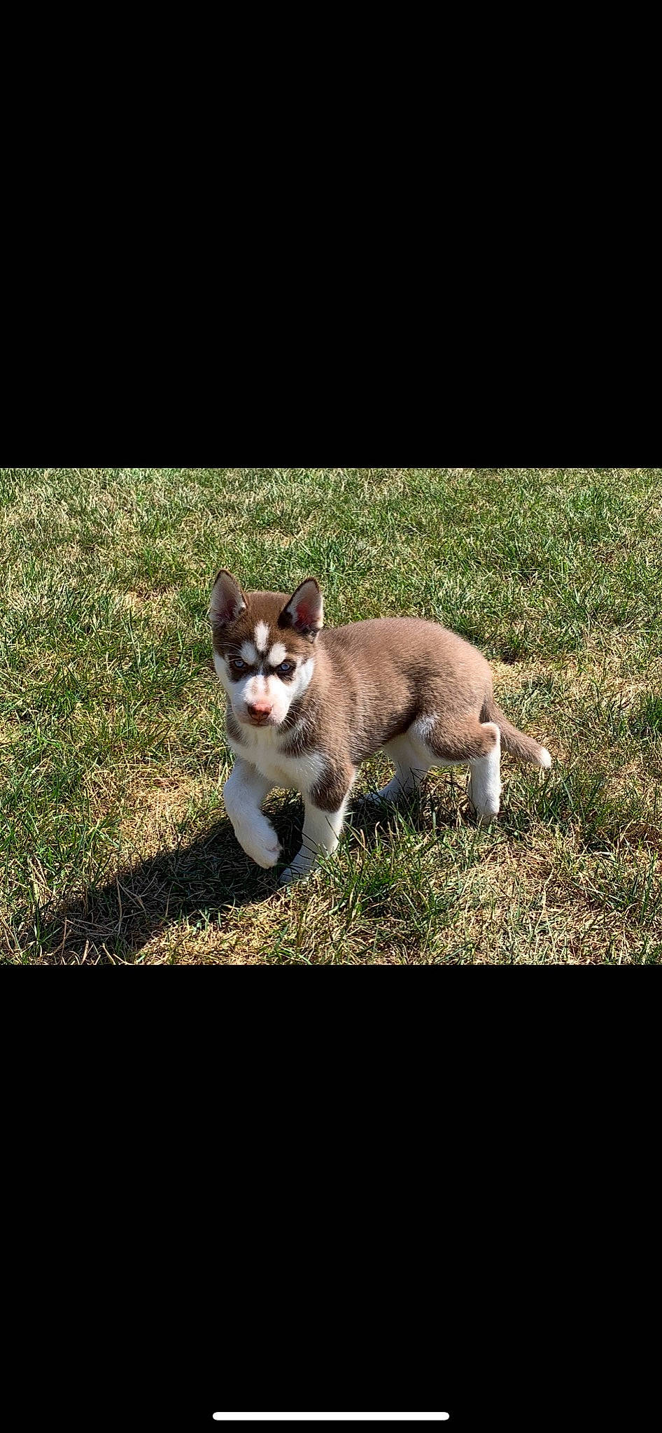 Nikita joined the competition — help win amazing prizes! canidae, carnivore, cat, dog, dog_breed, domestic_short_haired_cat, felidae, grass, kitten, mammal, pembroke_welsh_corgi, photo_caption, photography, puppy, siberian_husky, small_to_medium_sized_cats, tail, vertebrate, whiskers