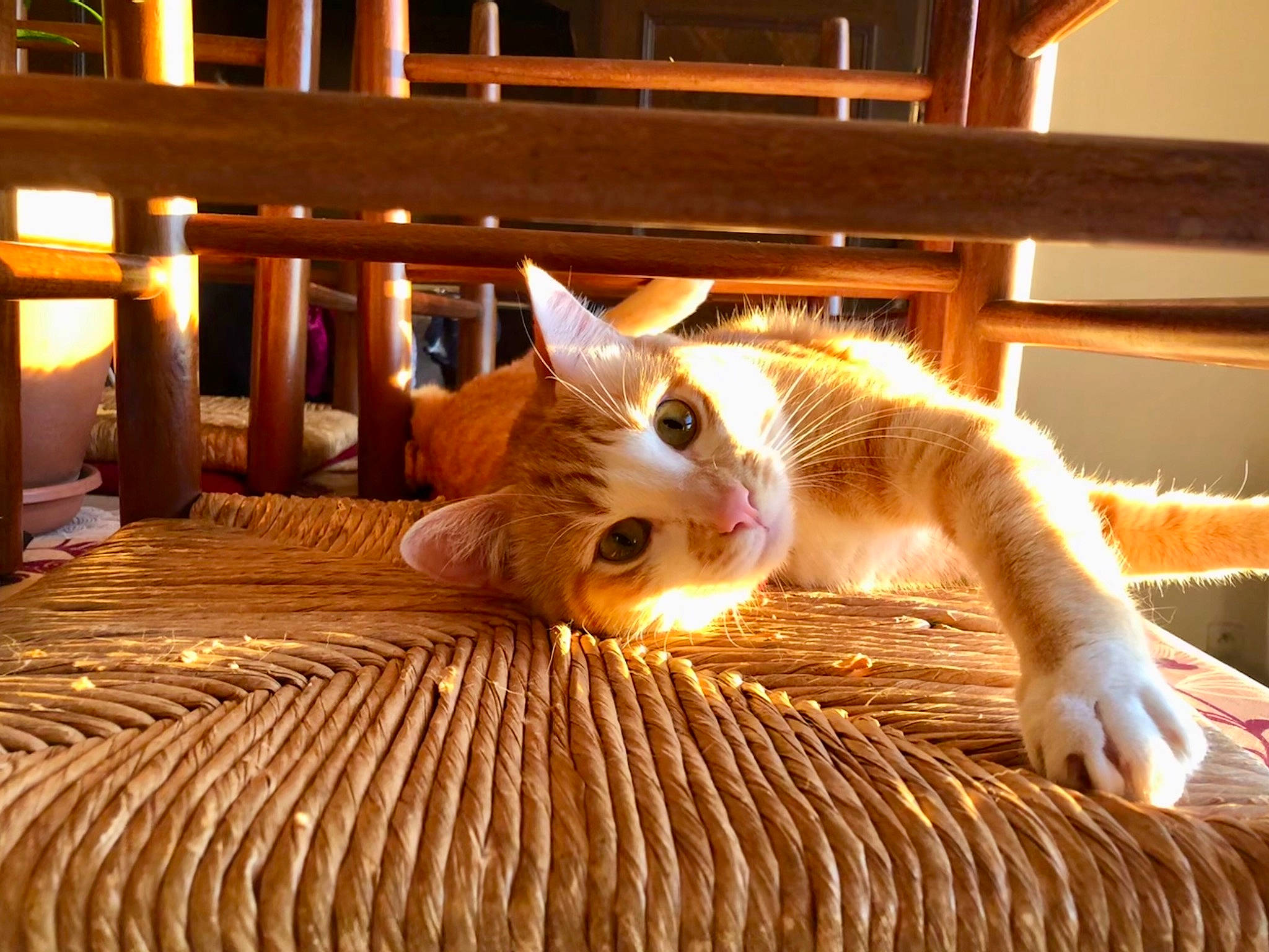 Cookie Peanuts Van Gogh