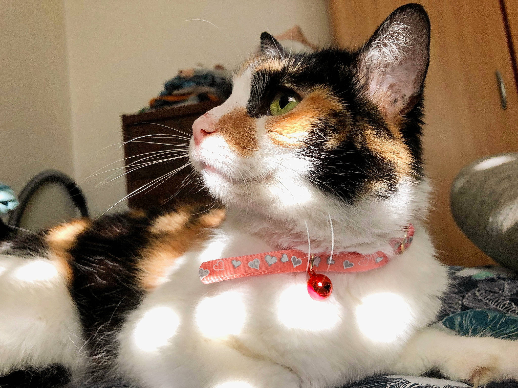 Chamallow participe au concours pour gagner de l'argent avec cette photo : aegean_cat, american_shorthair, american_wirehair, asian, carnivore, cat, domestic_short_haired_cat, european_shorthair, felidae, fur, japanese_bobtail, kitten, mammal, paw, polydactyl_cat, small_to_medium_sized_cats, snout, tabby_cat, vertebrate, whiskers