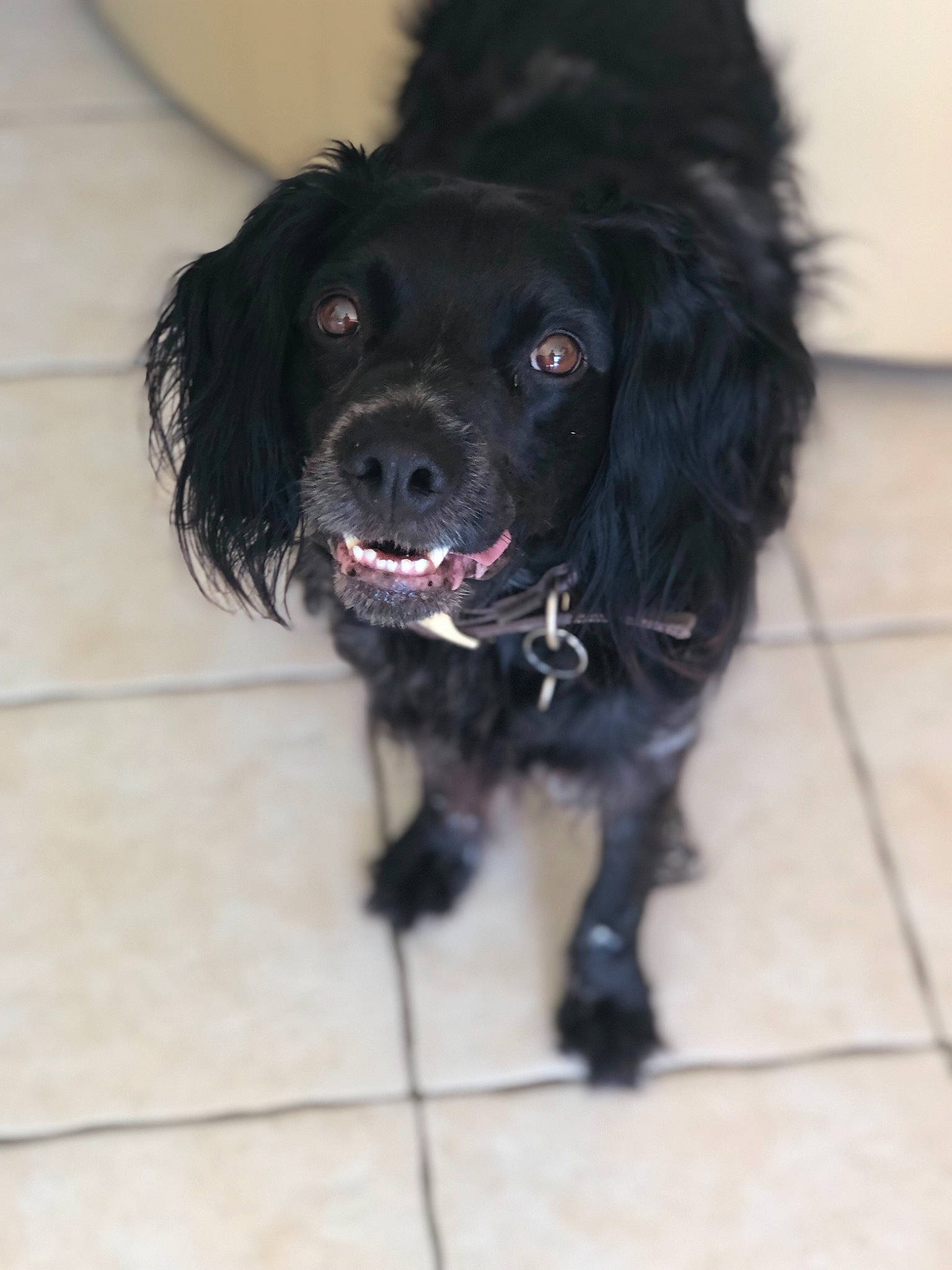 Heaven participe au concours pour gagner de l'argent avec cette photo : beagador, boykin_spaniel, canidae, carnivore, companion_dog, dog, dog_breed, english_cocker_spaniel, flat_coated_retriever, fur, mammal, puppy, rare_breed_dog, small_greek_domestic_dog, snout, spaniel, sporting_group