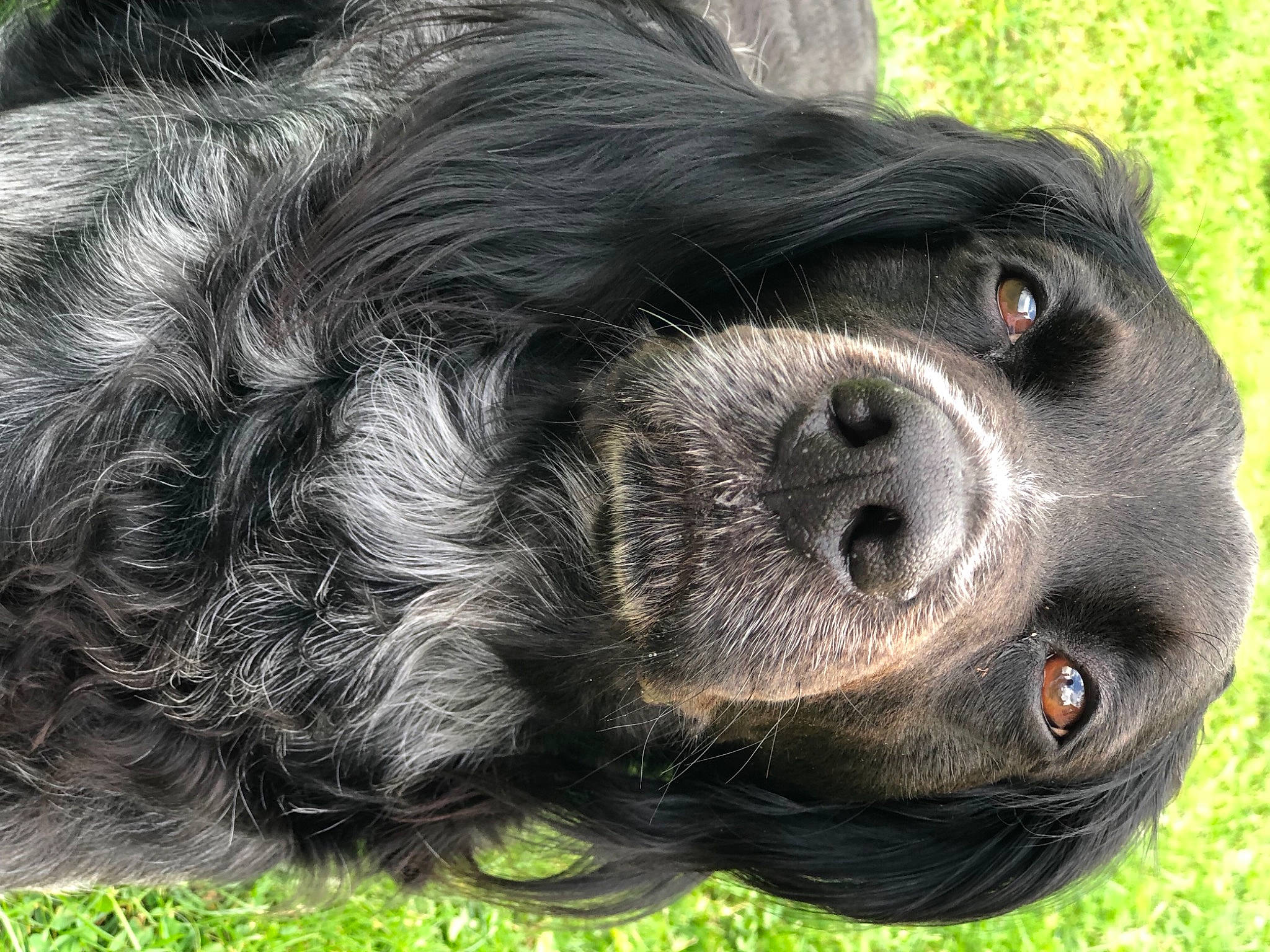 Heaven participe au concours pour gagner de l'argent avec cette photo : american_cocker_spaniel, blue_picardy_spaniel, boykin_spaniel, canidae, carnivore, cocker_spaniel, dog, dog_breed, mammal, snout, spaniel, sporting_group, vertebrate