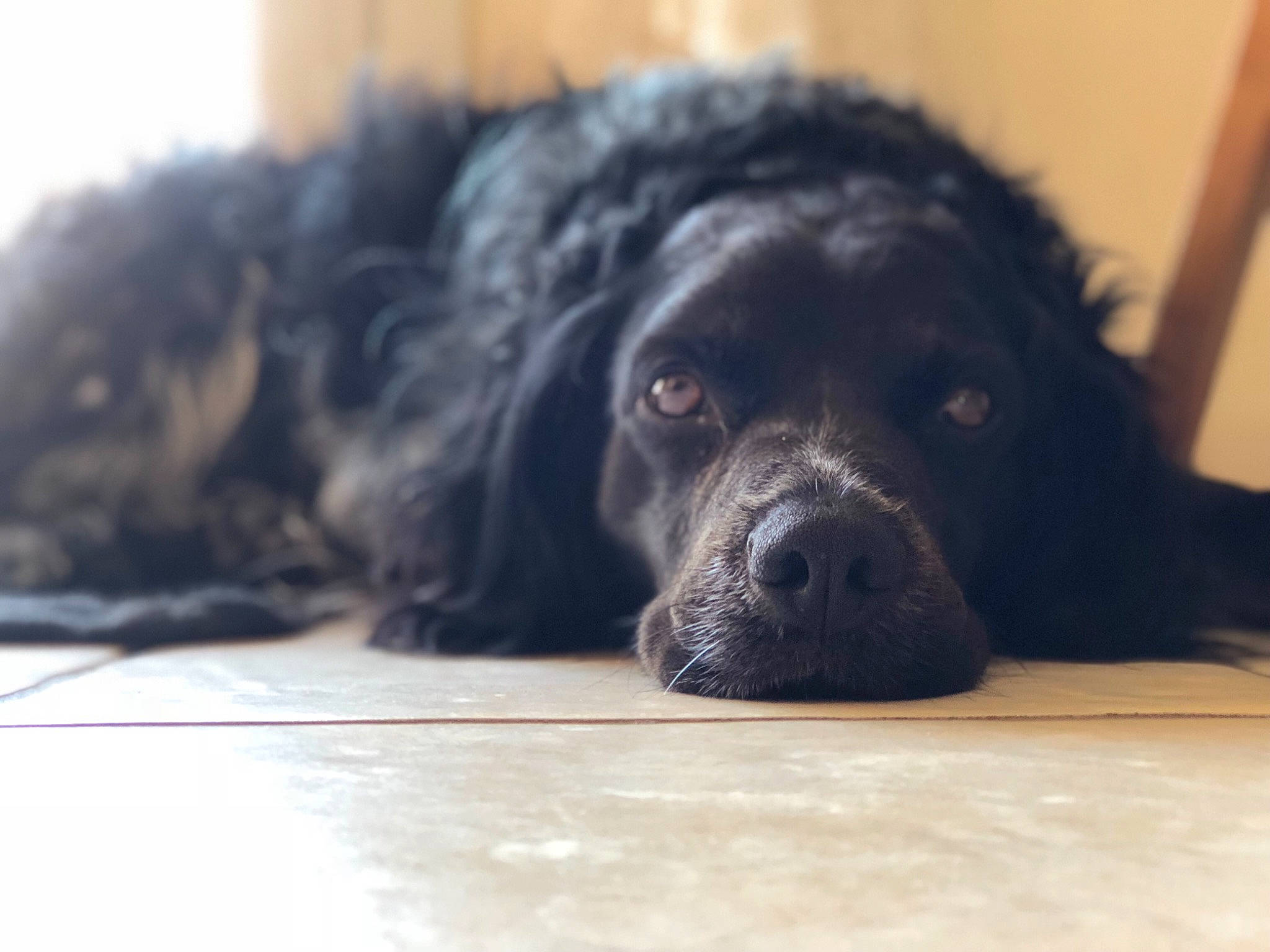 Heaven a rejoint le concours — aidez-le/la à gagner de superbes lots ! american_cocker_spaniel, canidae, carnivore, companion_dog, dog, dog_breed, english_cocker_spaniel, fur, mammal, newfoundland, nose, puppy, rare_breed_dog, snout, spaniel, sporting_group, vertebrate